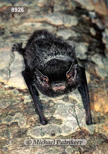 Silver-haired Bat (Lasionycteris noctivagans)